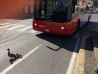 Anatre impavide questa mattina in Piazzale Oberdan. Pullman bloccato tra i sorrisi di me e dell’autista