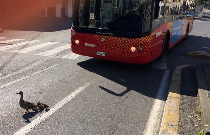 Anatre impavide questa mattina in Piazzale Oberdan. Pullman bloccato tra i sorrisi di me e dell’autista